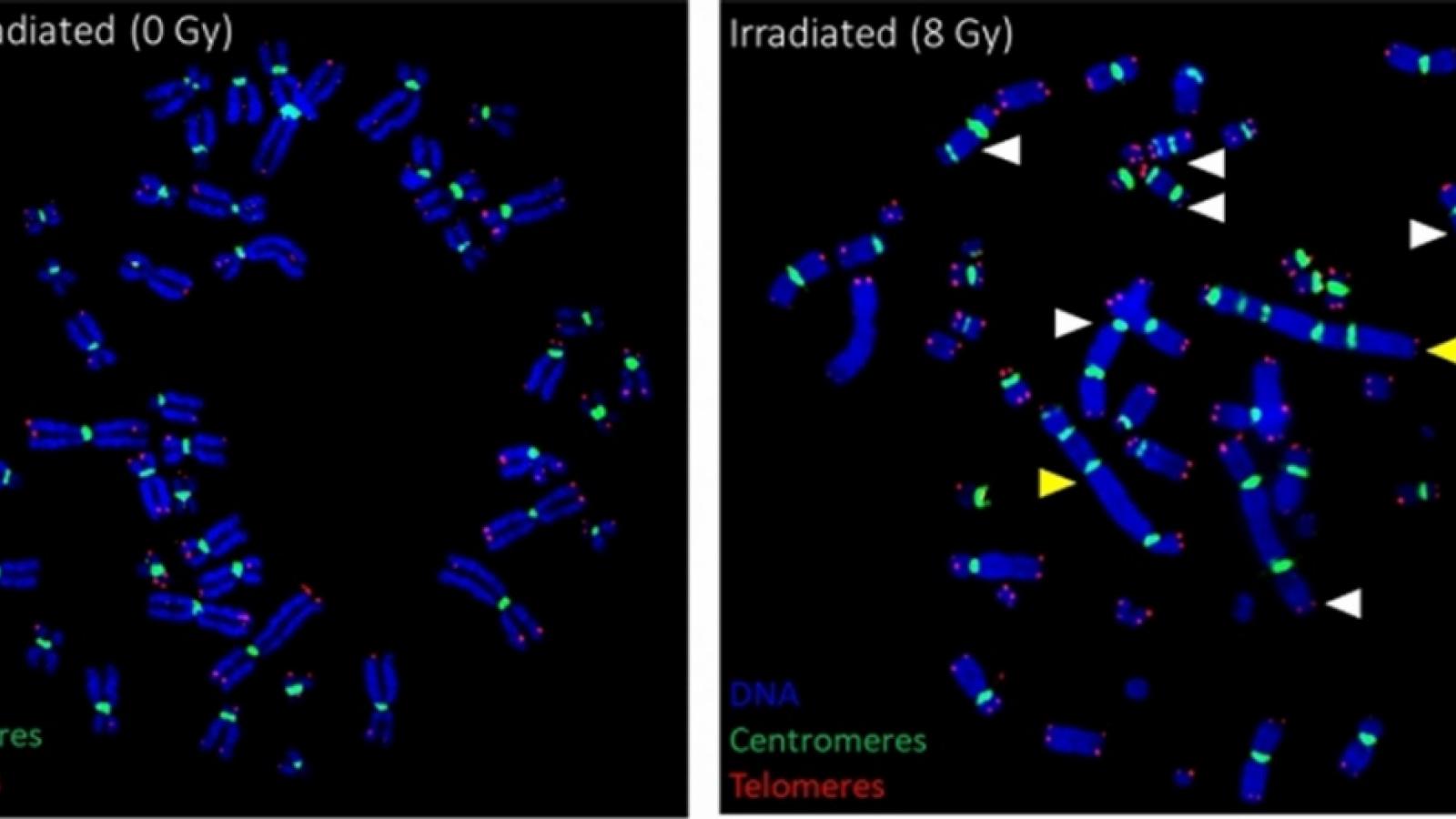 Dicentric example from FLASH irradiation.